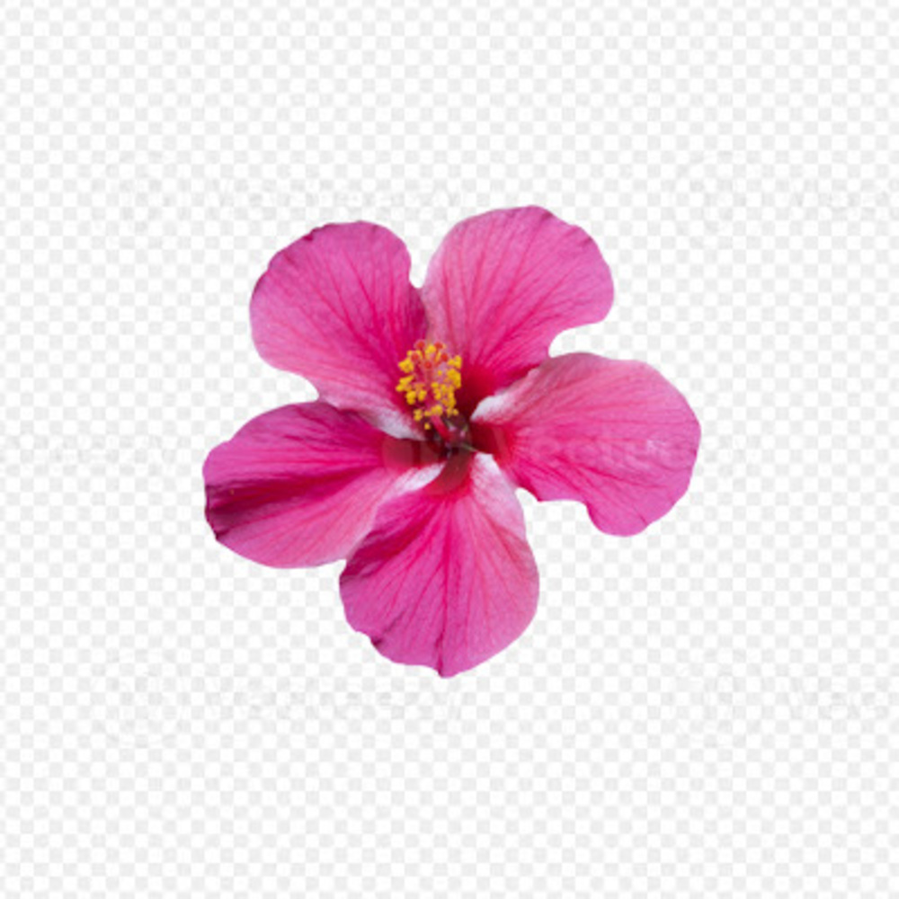 Meet your Posher, Jazlyn